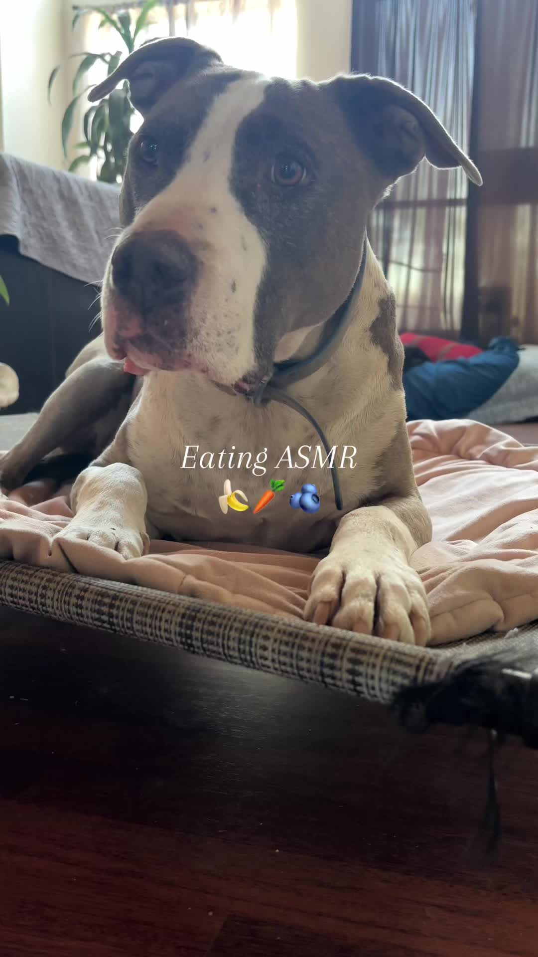 @caponethepitty
