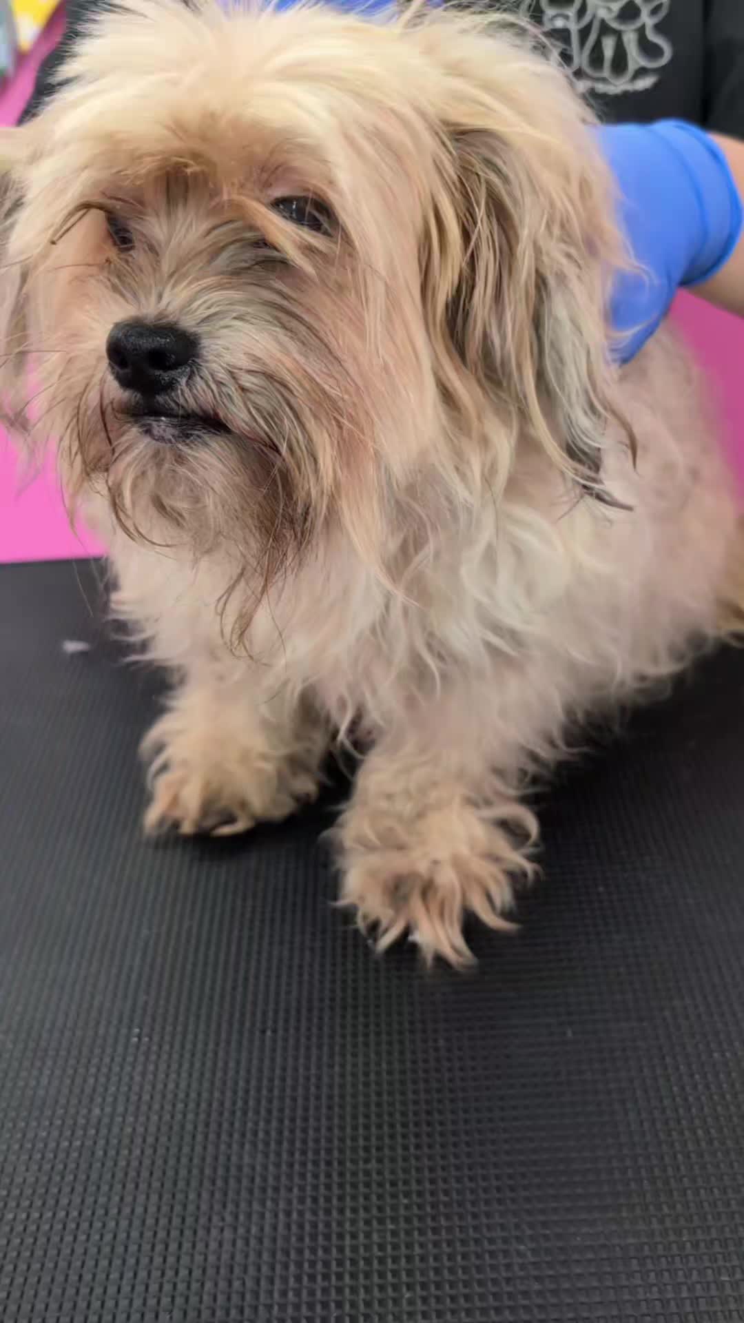 @bubulabapetgrooming