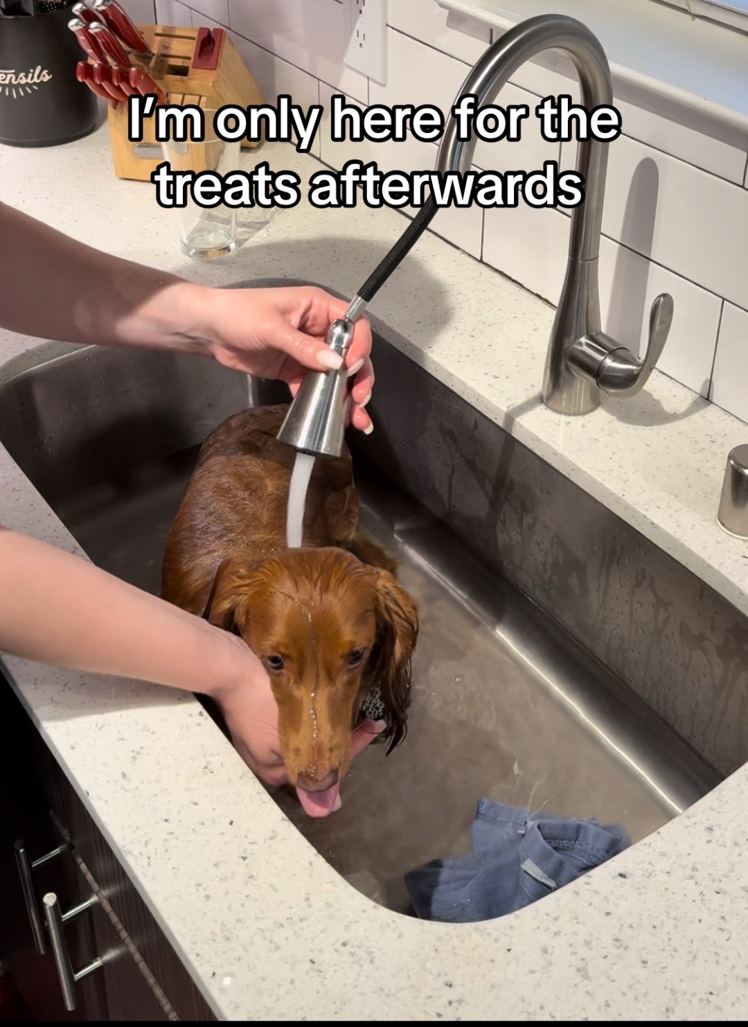 @Penny Pawkit