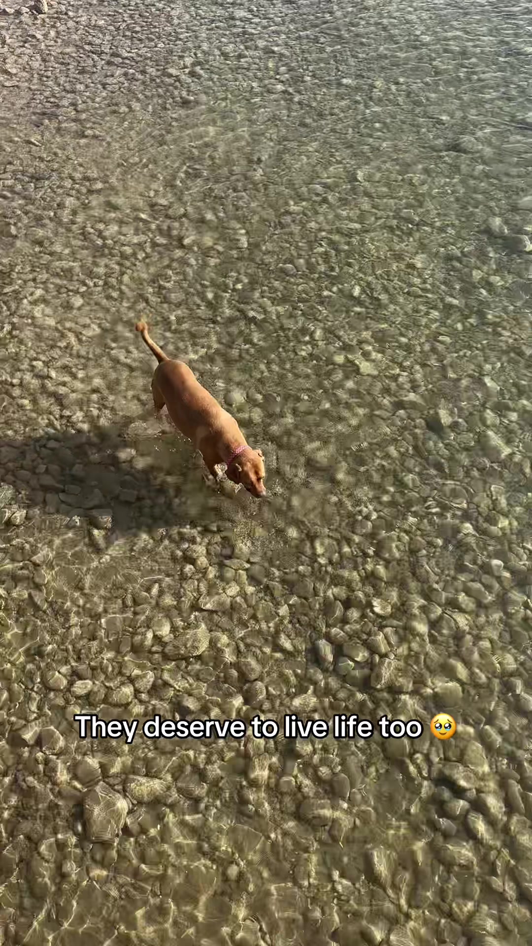 @Bambi & Canela 🐶🐕