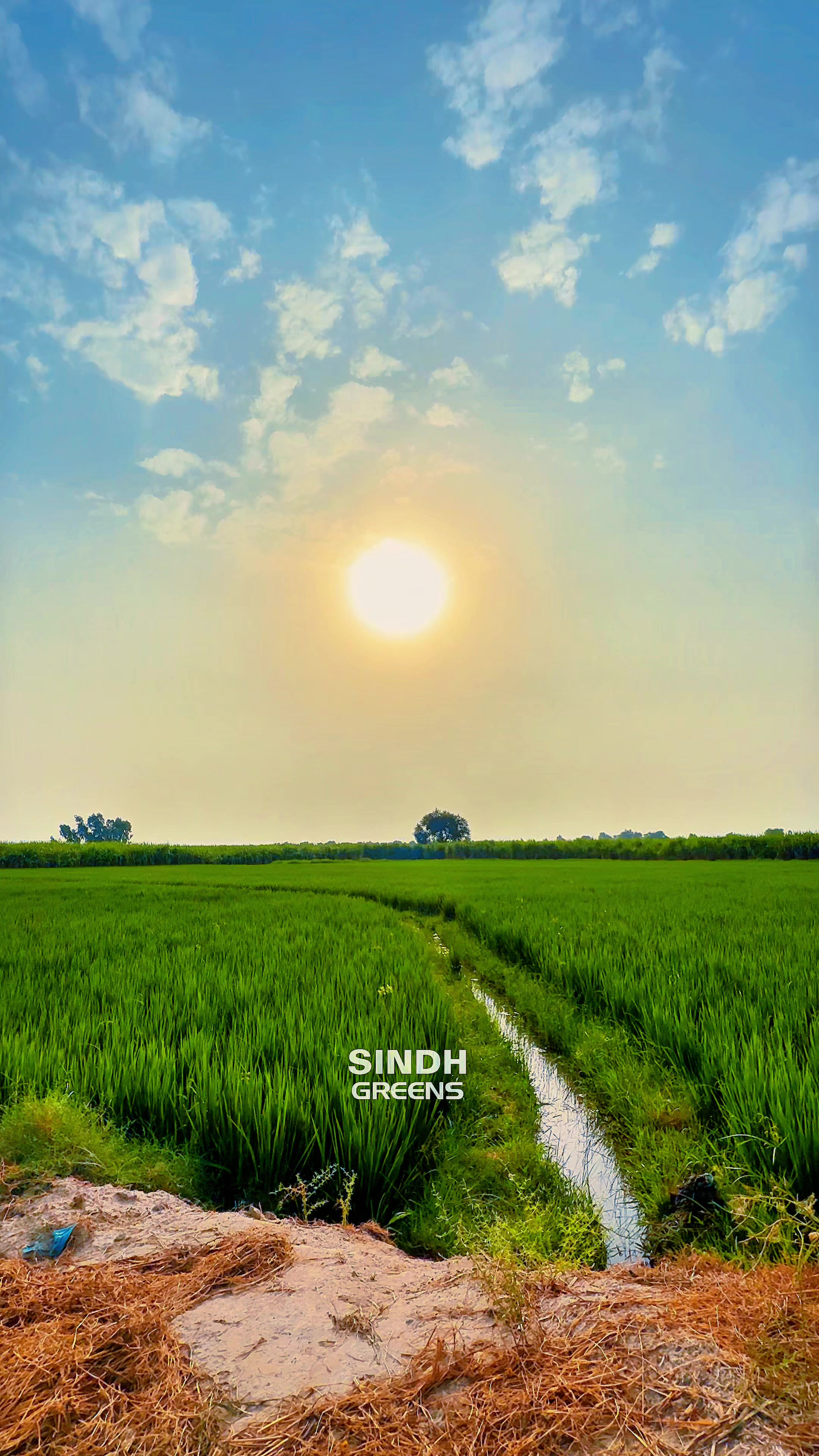 @sindhgreens
