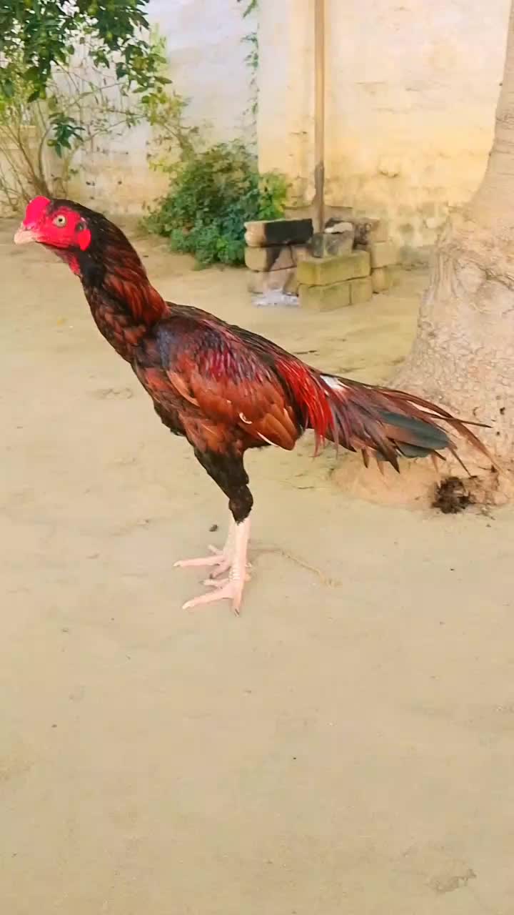 @Mr_Ak💗🤟