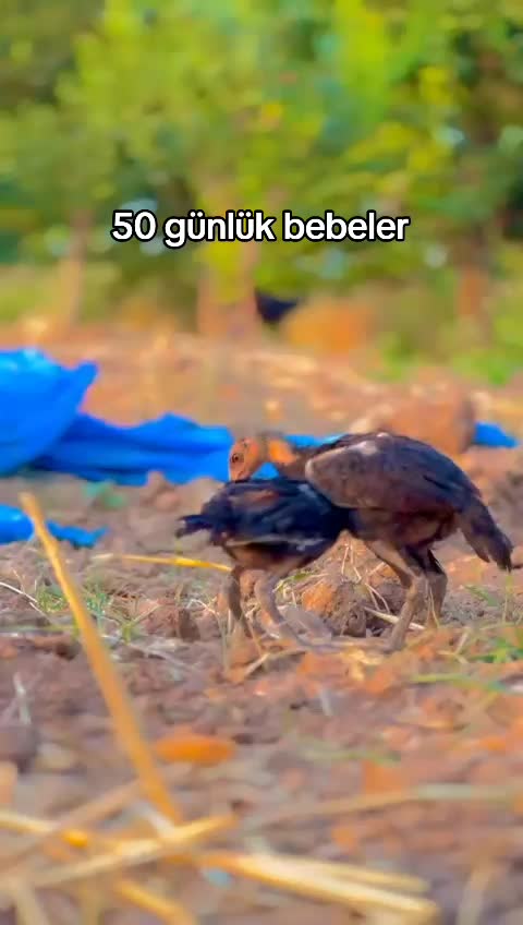 @###__Ey&uuml;p_###