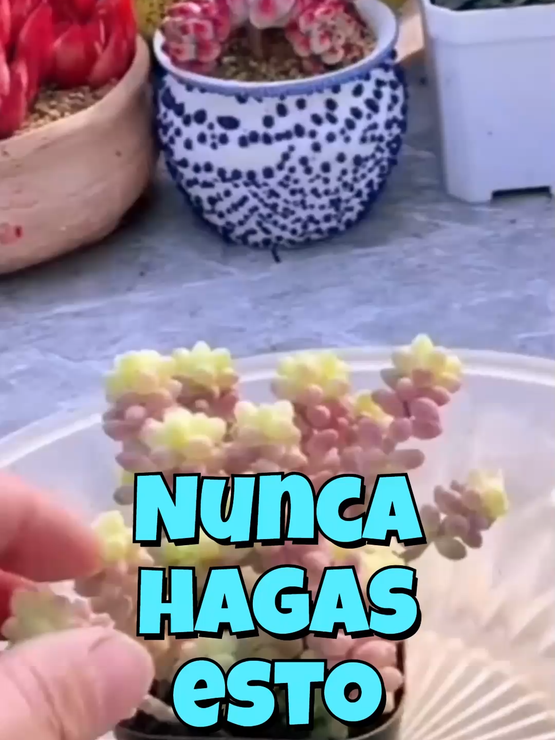 @Cactus y Suculentas