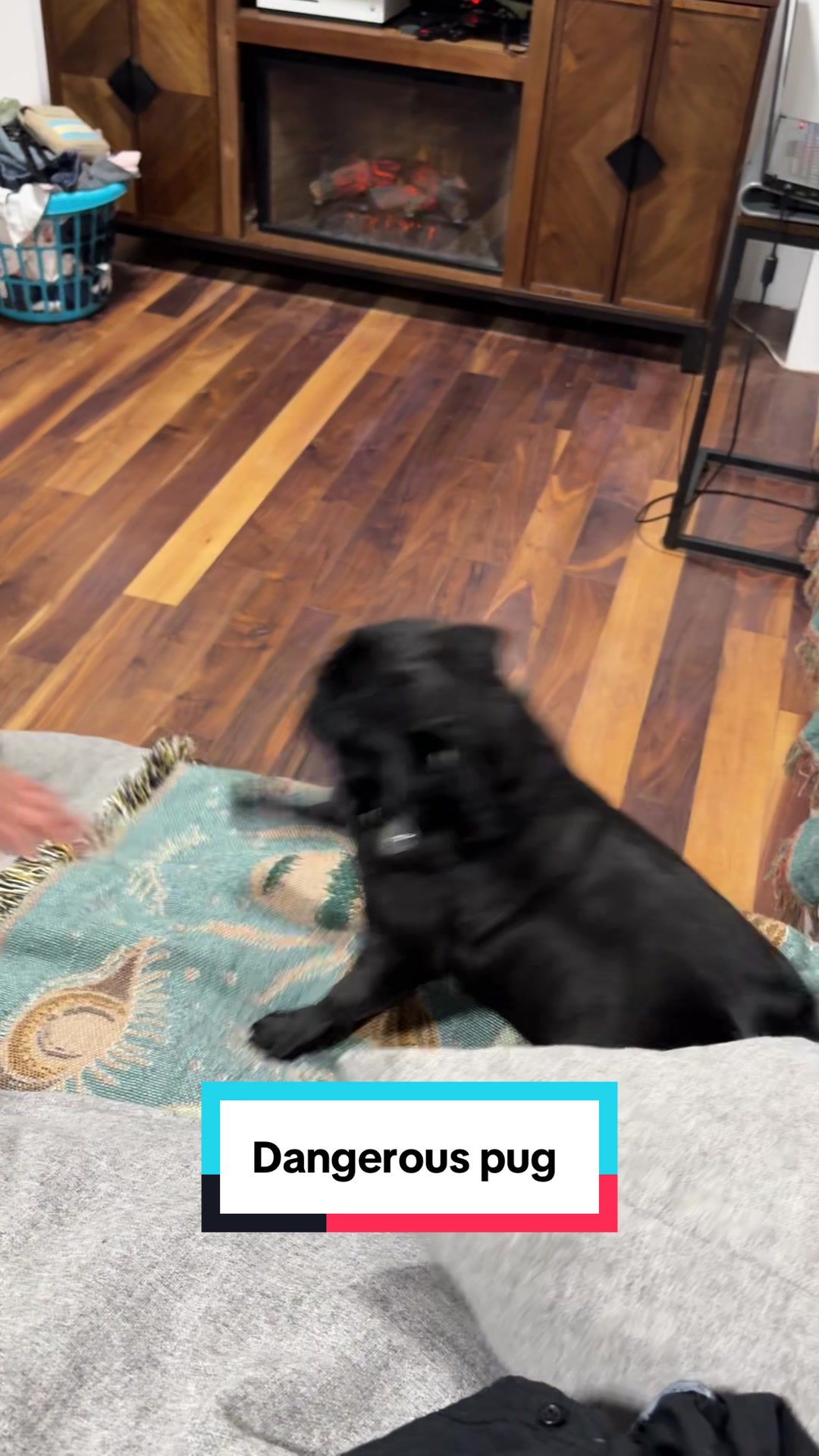 @Beluga the pug