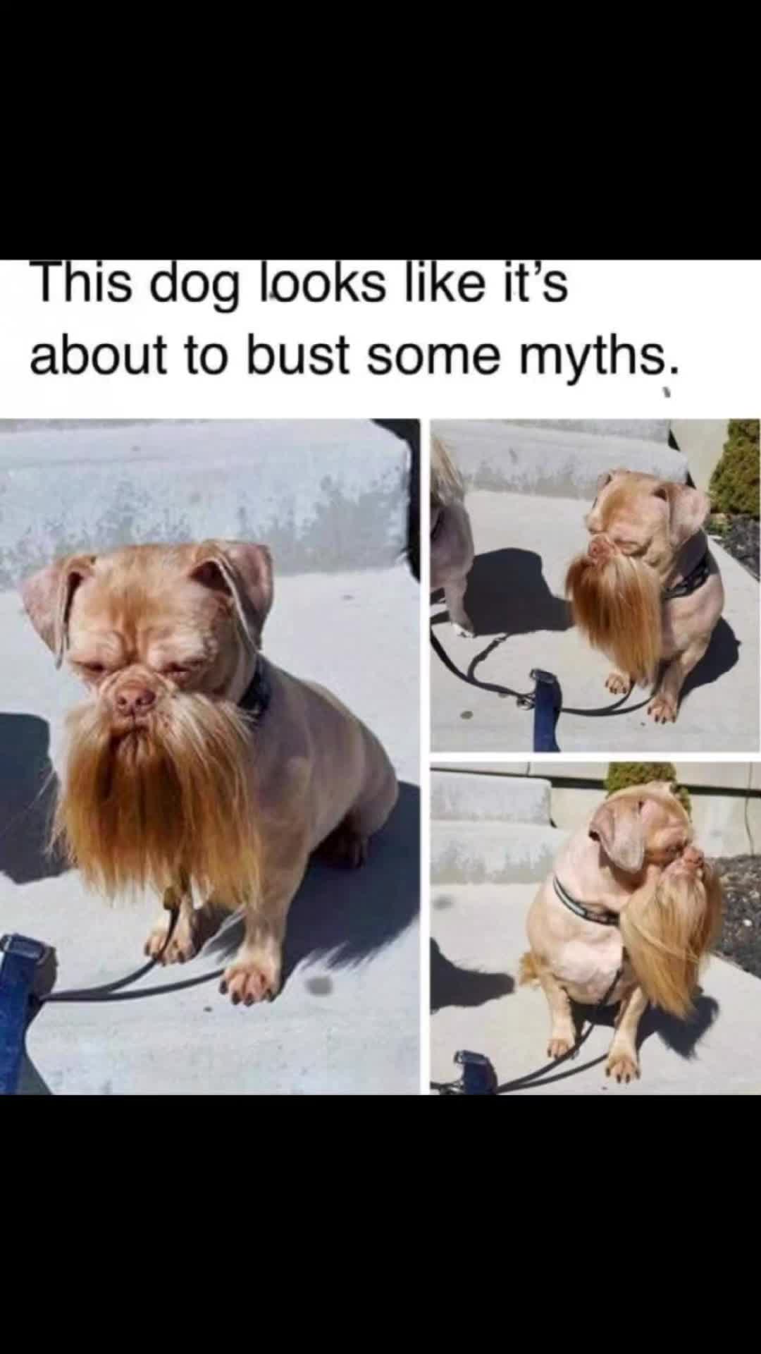 @TheMemeBender