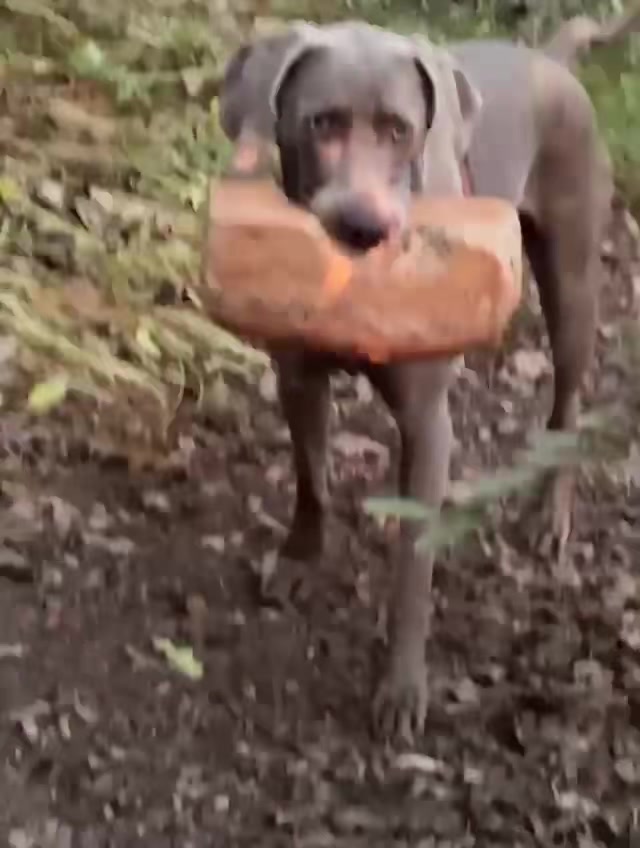 @looney_luna_lu