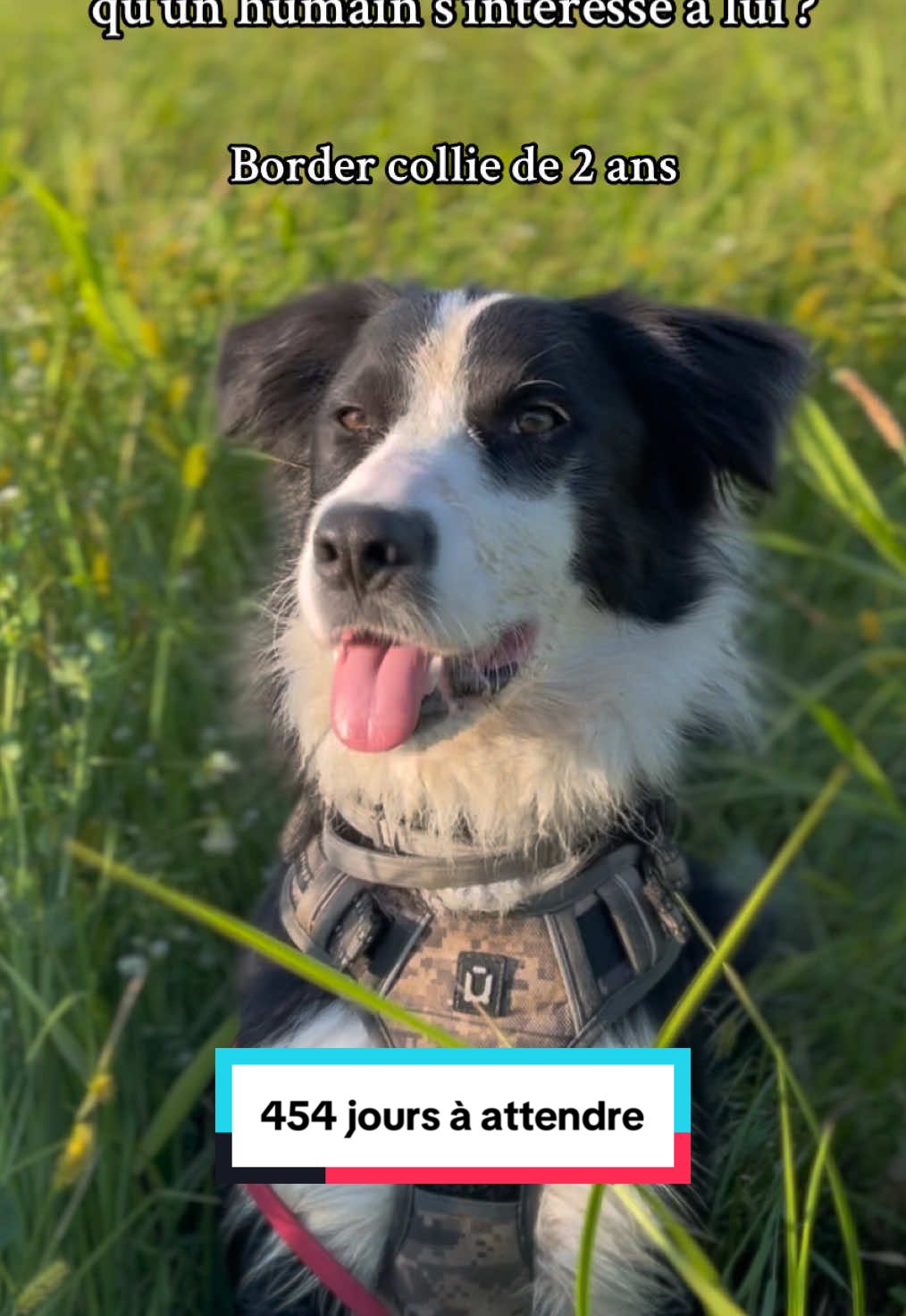 @Association Puppykittyfrance