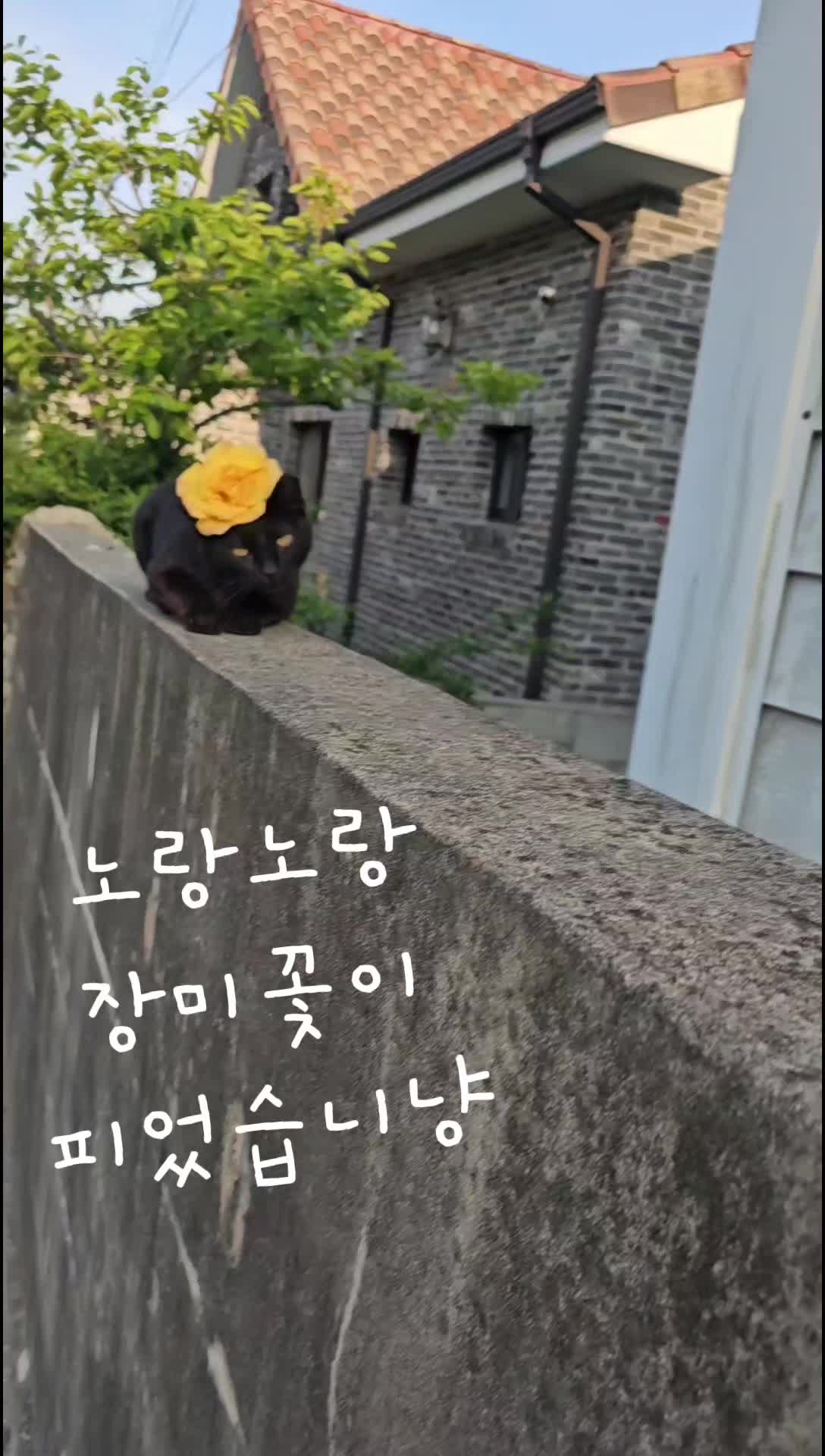 @검은고양이 터보