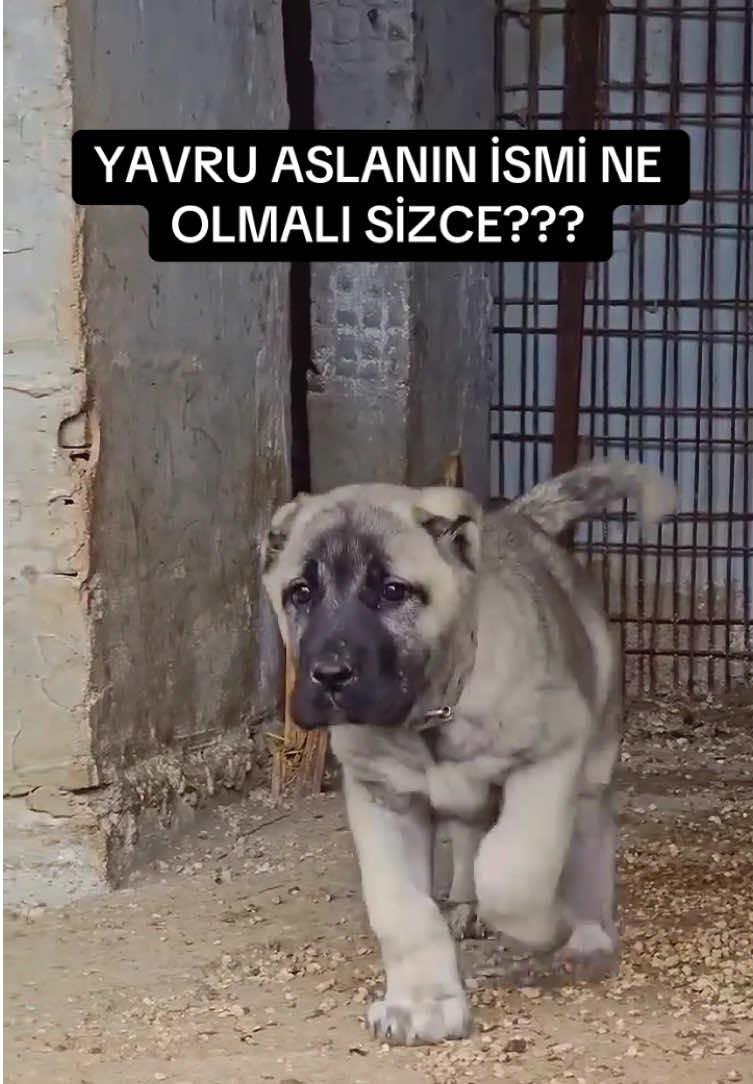 @ANADOLU ASLANLARI🐶🇹🇷