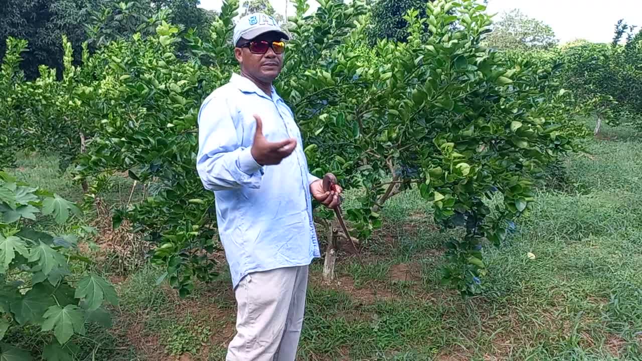 @C&iacute;tricos Ramirez 🍋