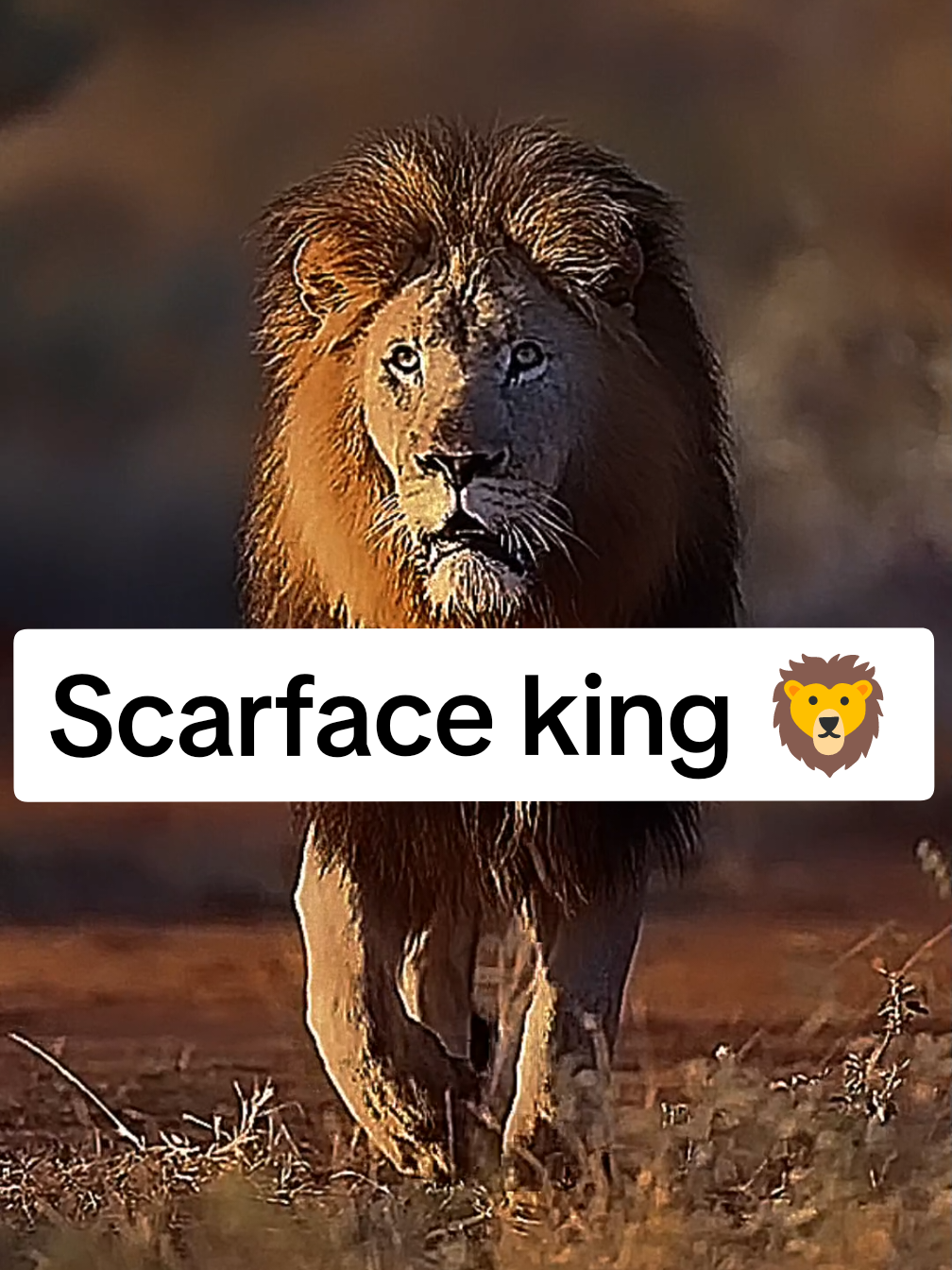 @𝐬𝐜𝐚𝐫𝐟𝐚𝐜𝐞 𝐤𝐢𝐧𝐠