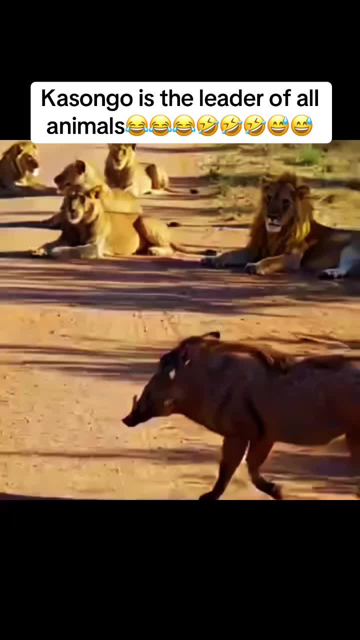 @Warthog