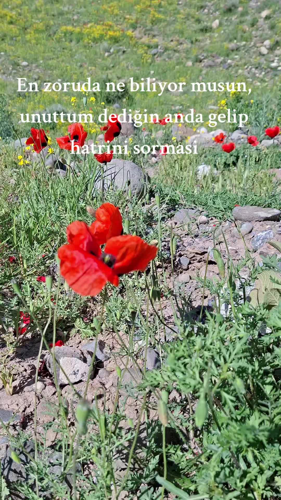 @🔵꧁⁷⁶O.bİr ığdirli⁷⁶꧂🔵