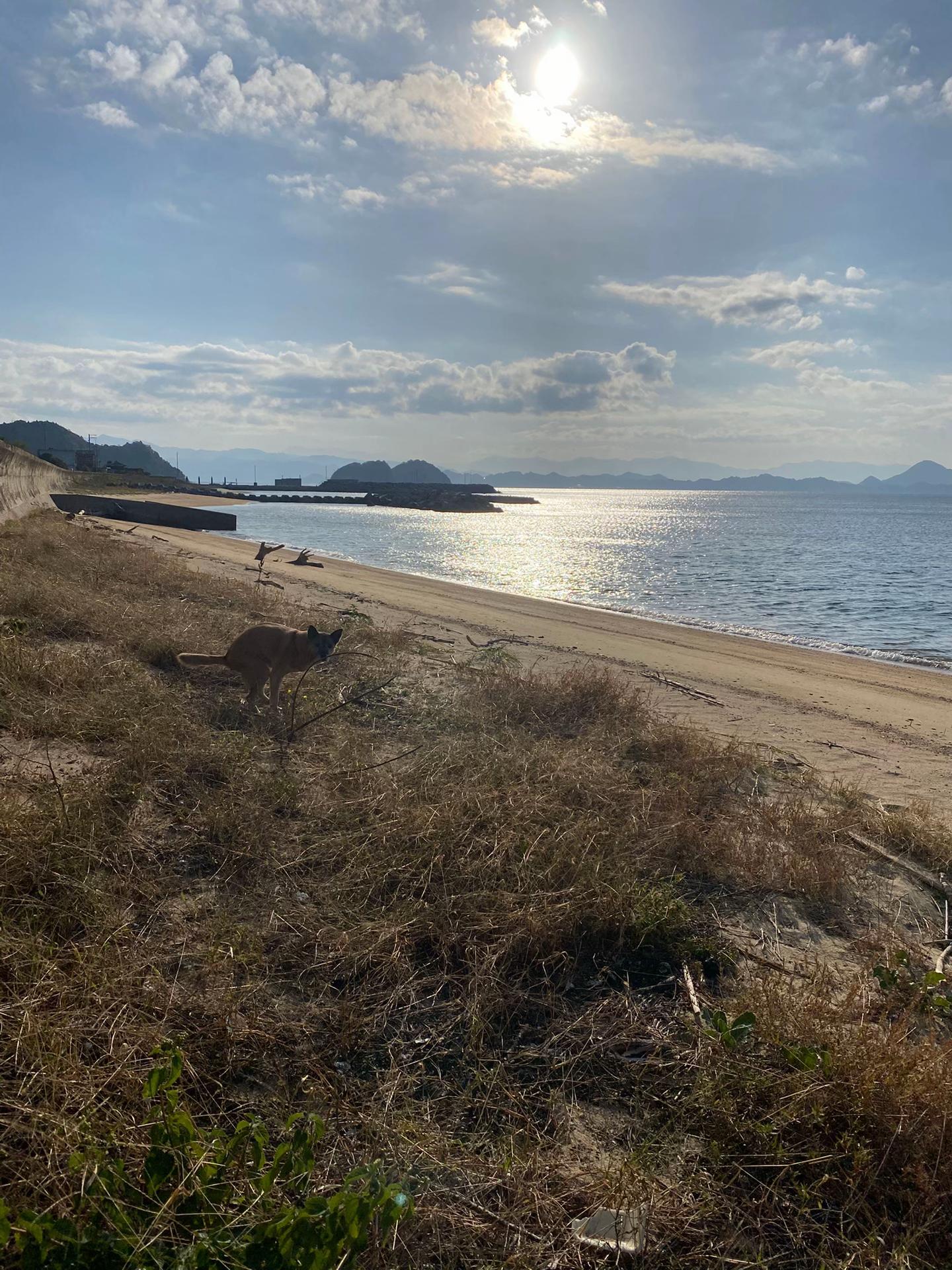 @島犬リリーのtikdog