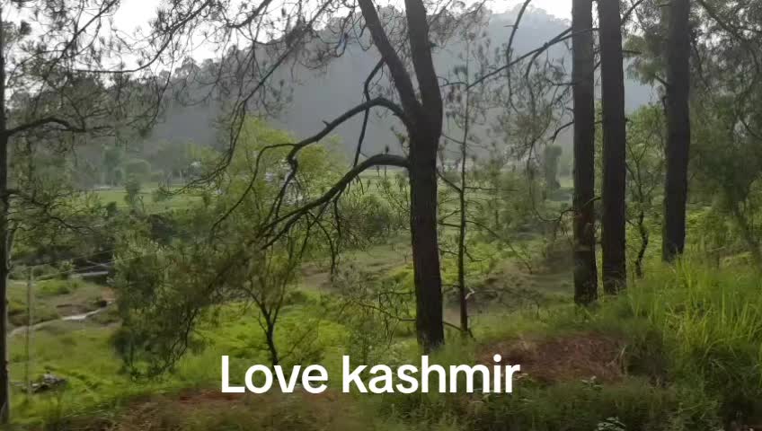 @Tariq Dar