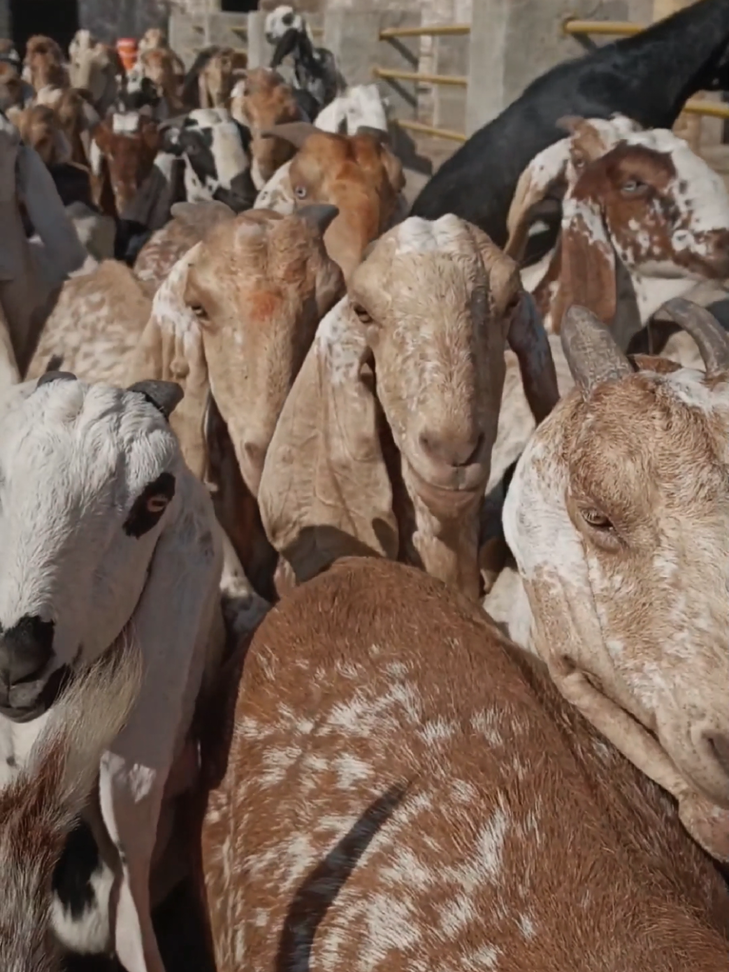 @AHMED GOAT CORNER 🐐🇵🇰