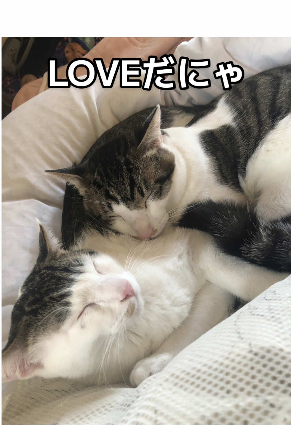 @ちょびみぃ兄弟❤︎🫧