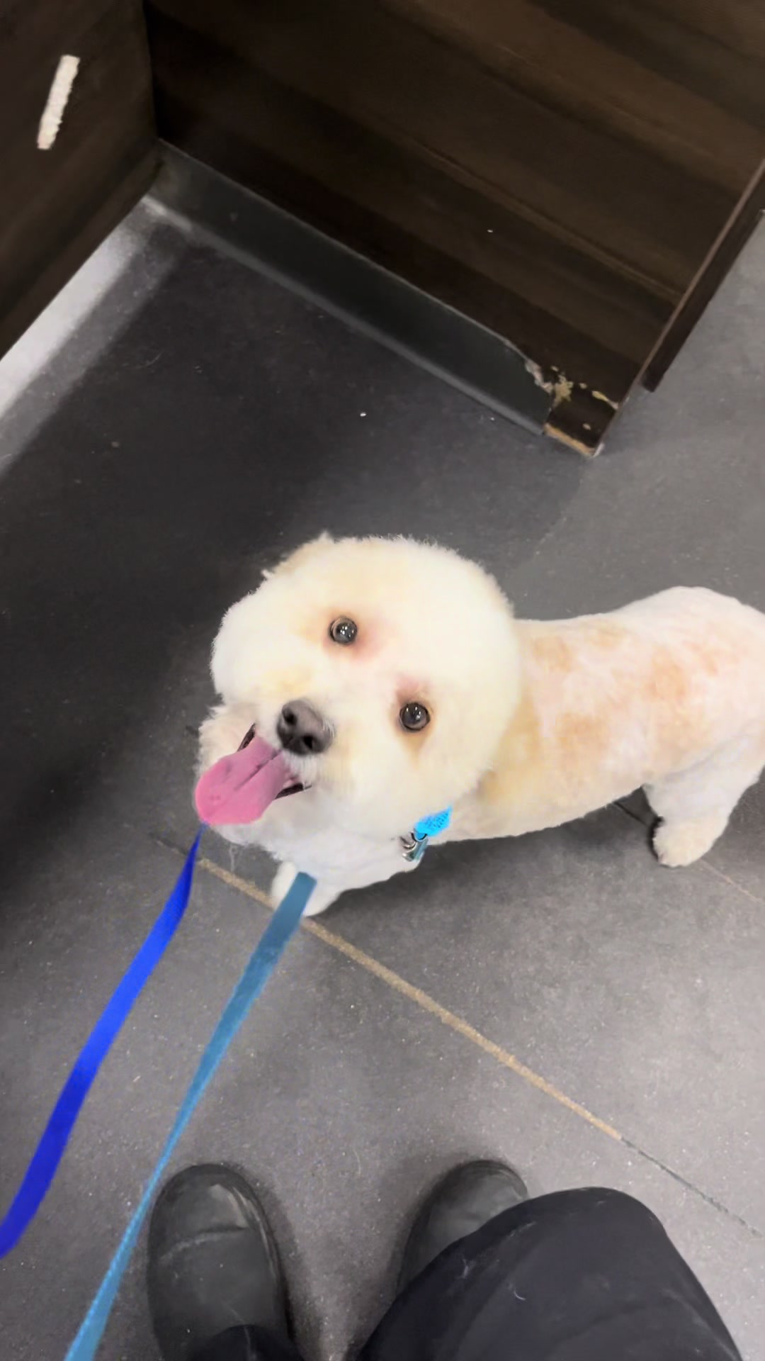 @desilynns_dogs