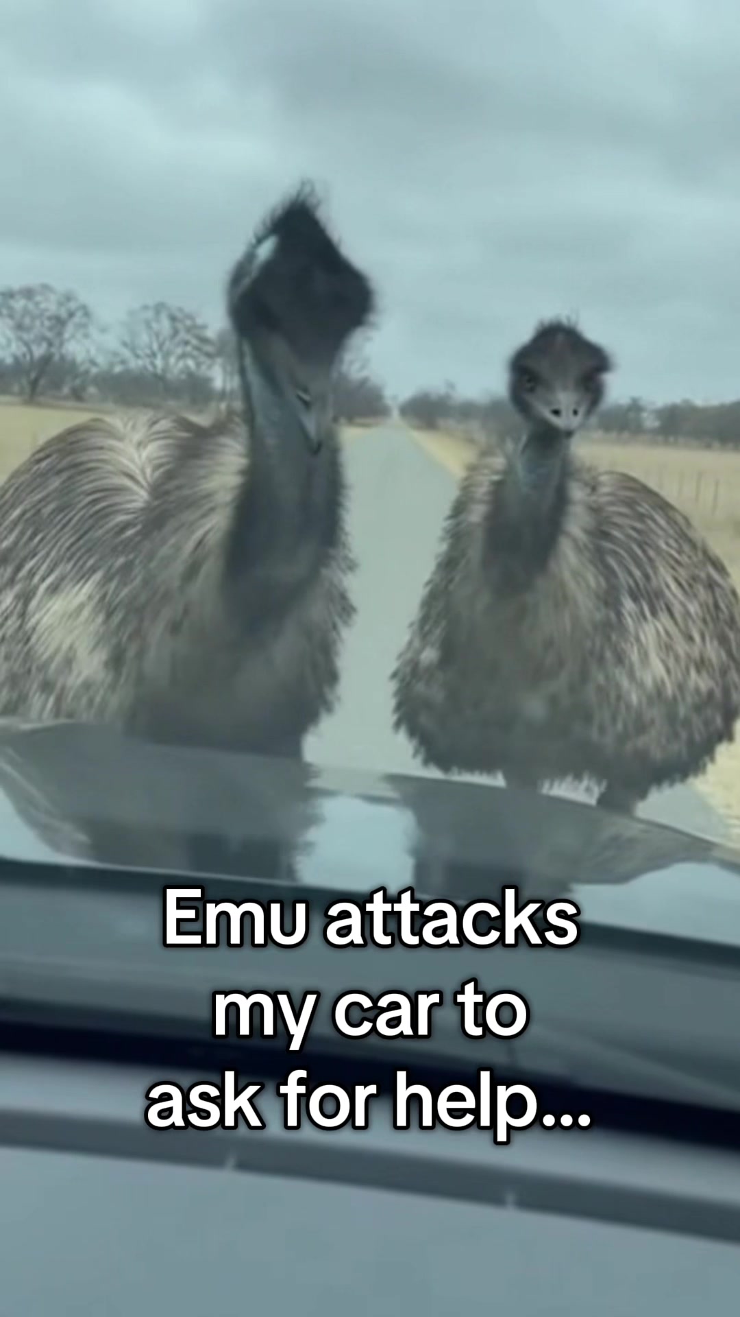 @AnimalWorld