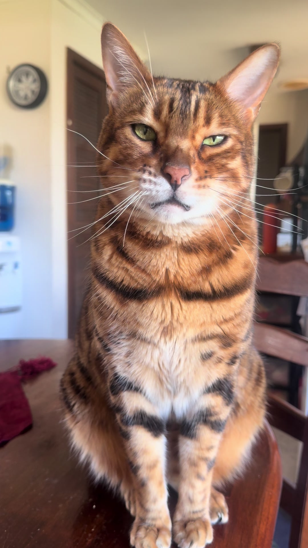 @TiggerthebrownBengal🇦🇺