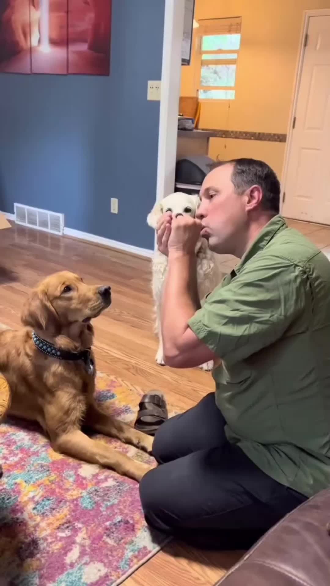 @Cute Pets TV