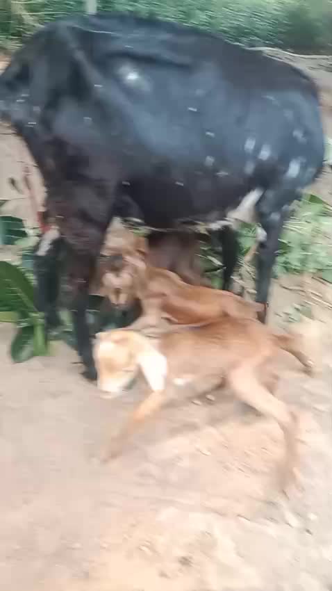 @Rajaharikrishan