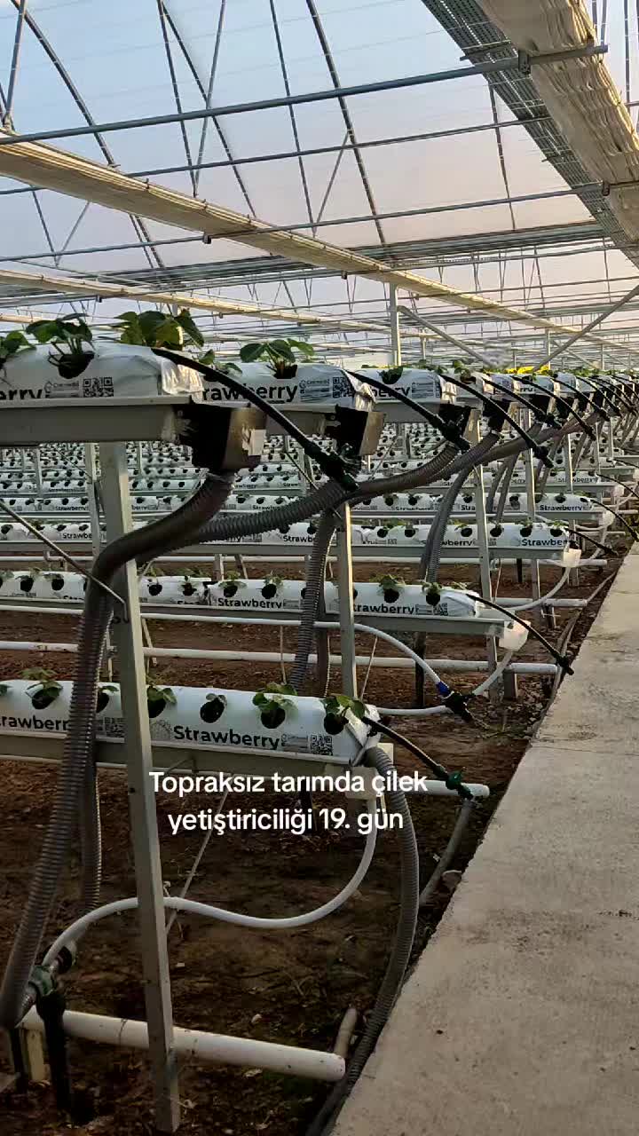 @Topraksız &ccedil;ilek