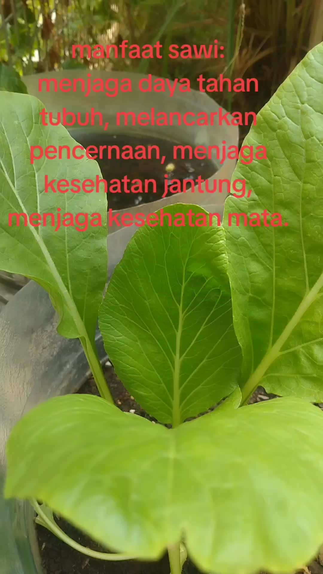 @reny glamur