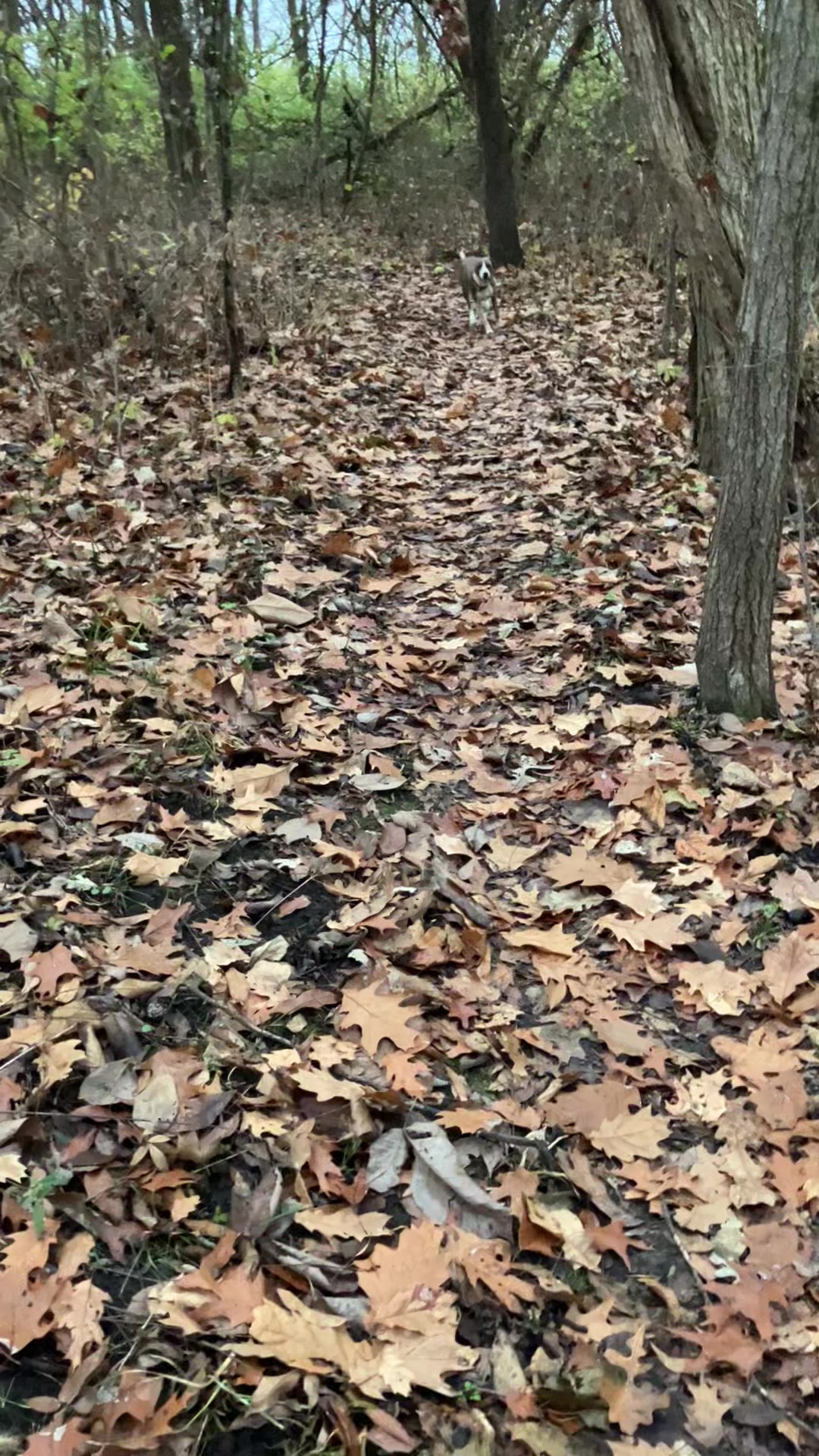 @Hikingwithstanley
