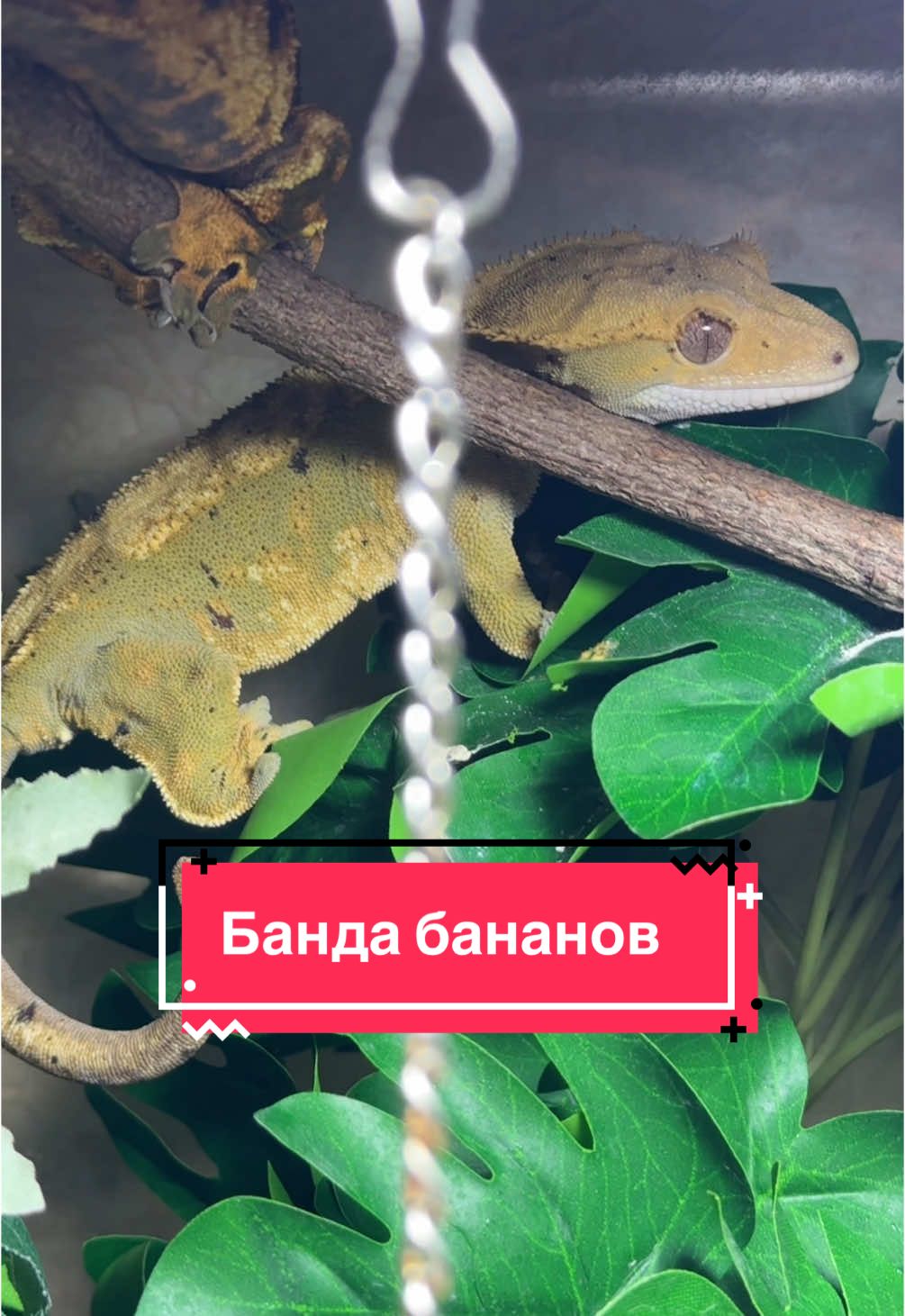 @alenas_wild_home