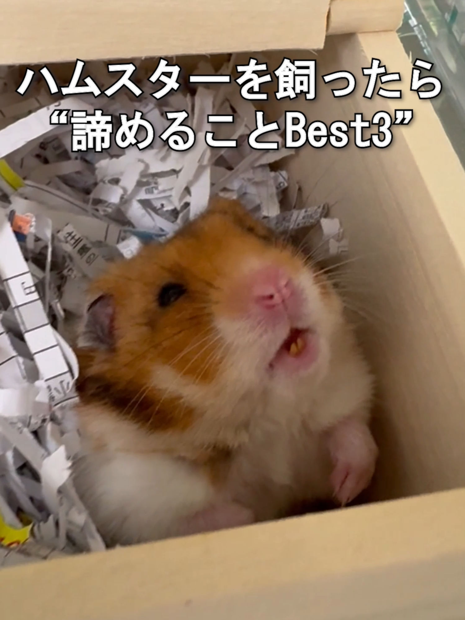 @オダガワ動物病院