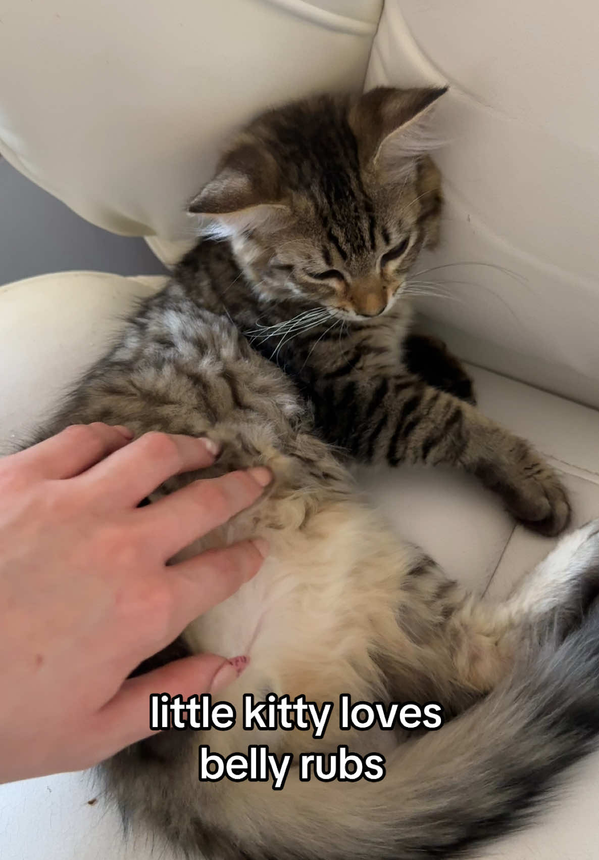@Mia kittens