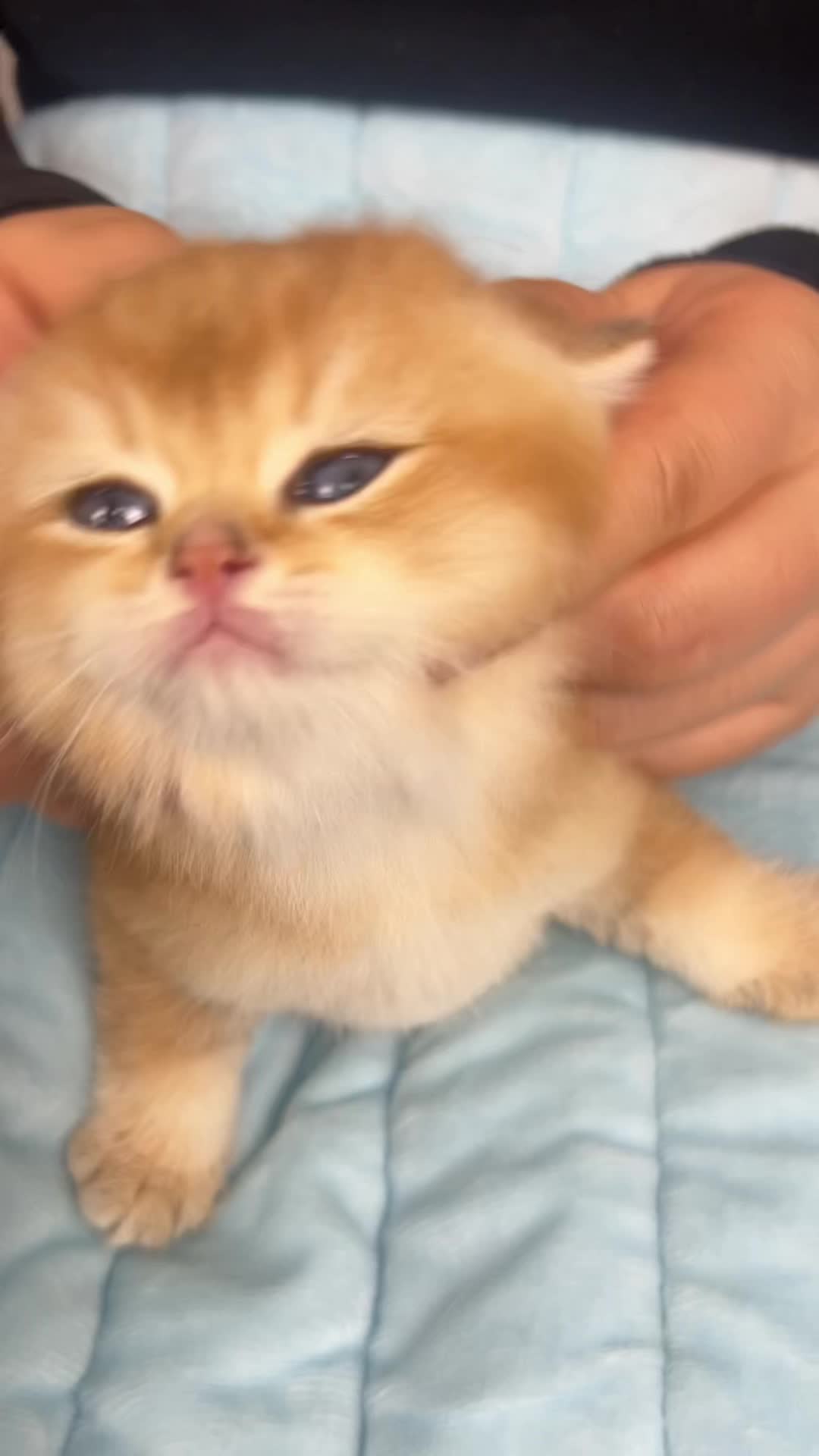 @Soothing Cats😻