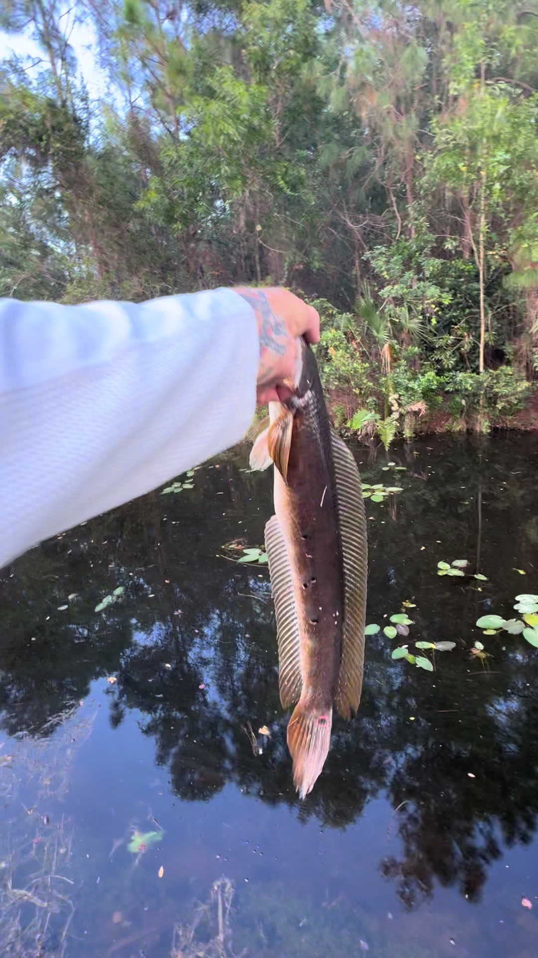 @Chasin Fish