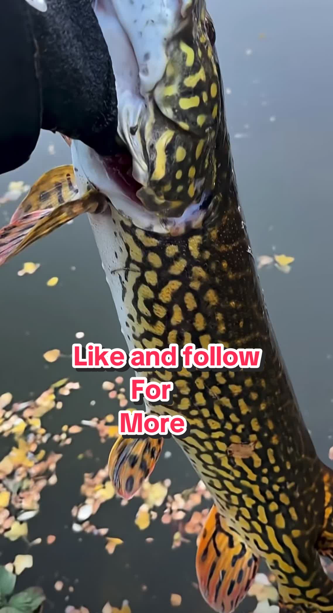 @endlessfishing