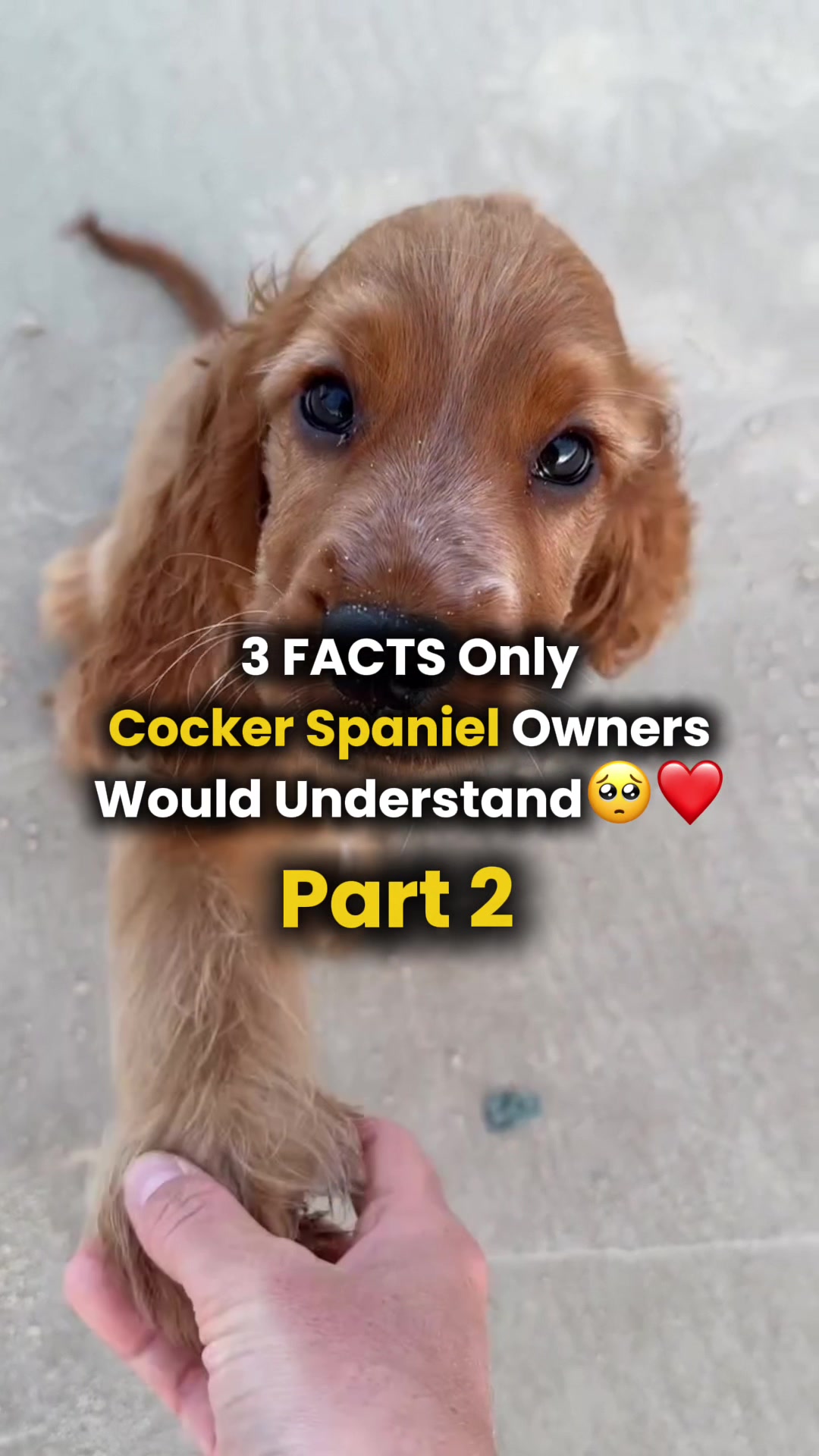 @Real Barks