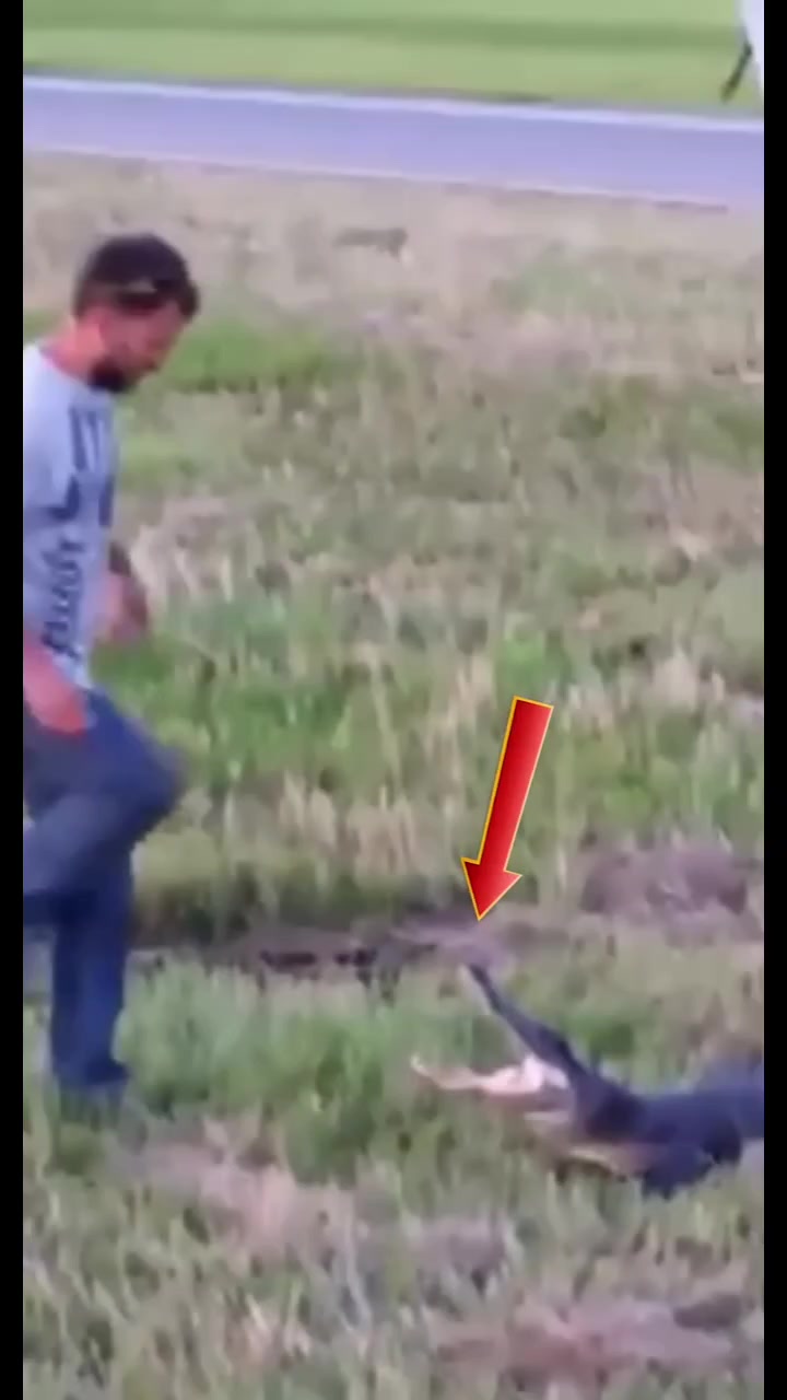 @Epic Funny Animals