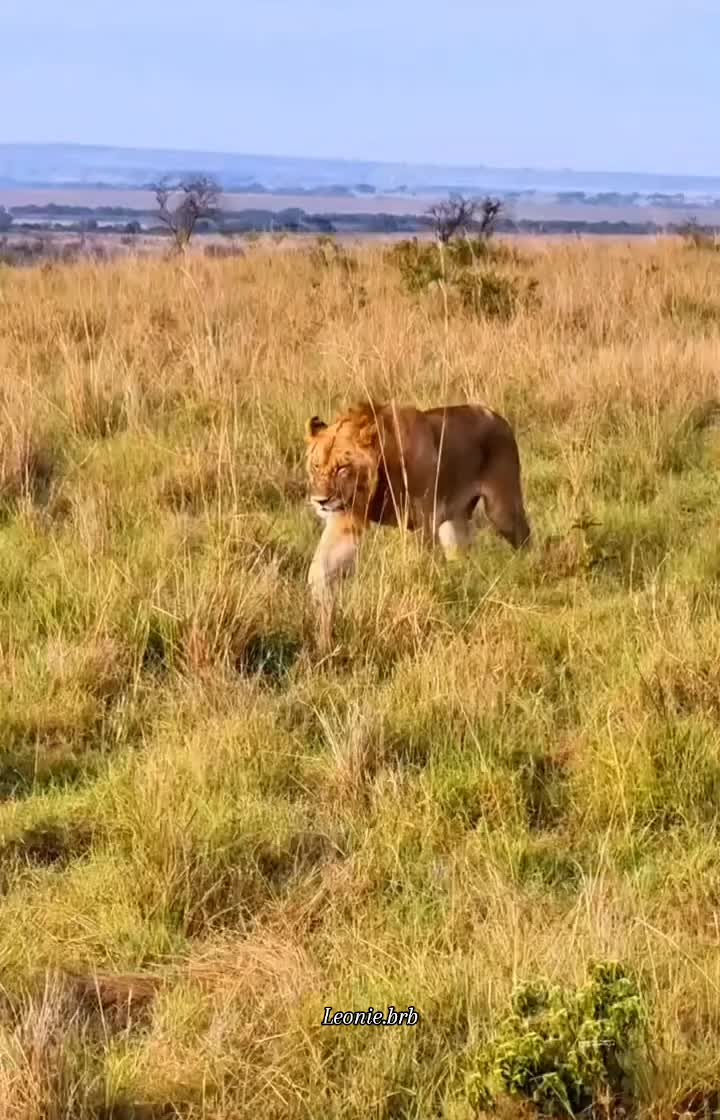 @Leonie 🦁 (Orpadan's version)