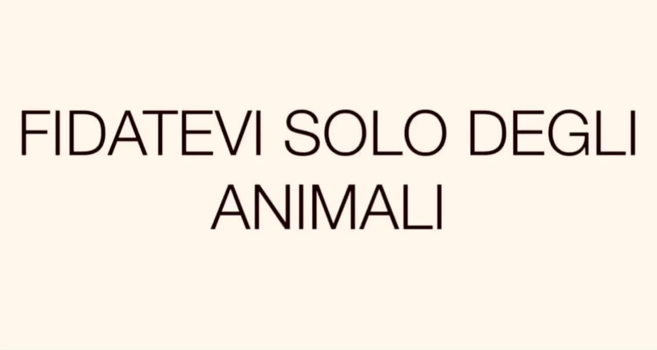 @brunopizzarelli2455