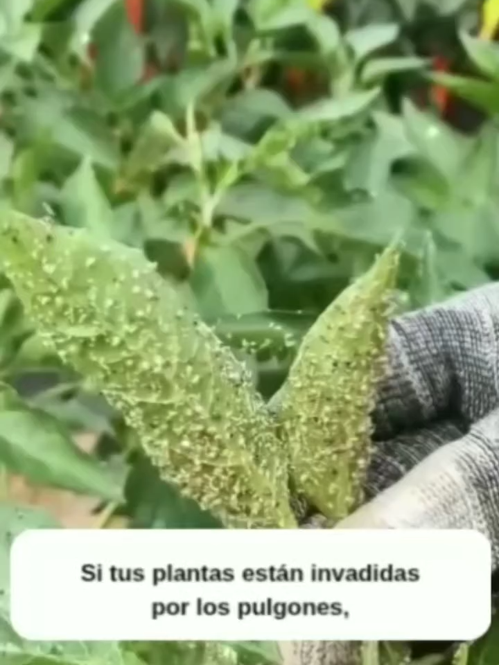 @MIJARDIN