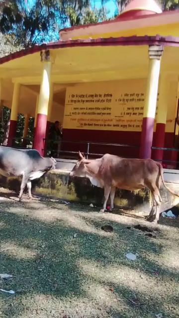 @laxmi mandal