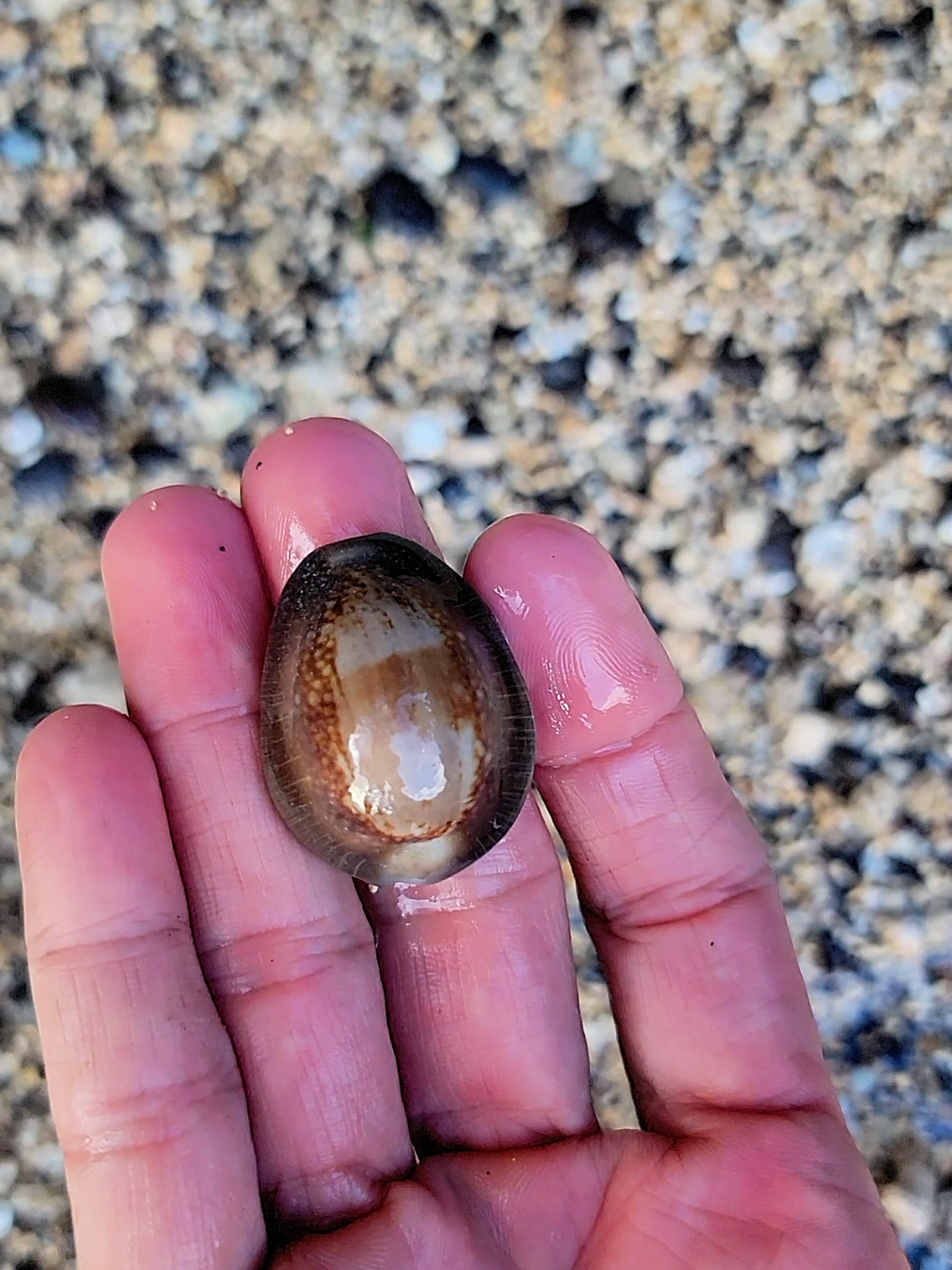 @Noe 🐚 Shells