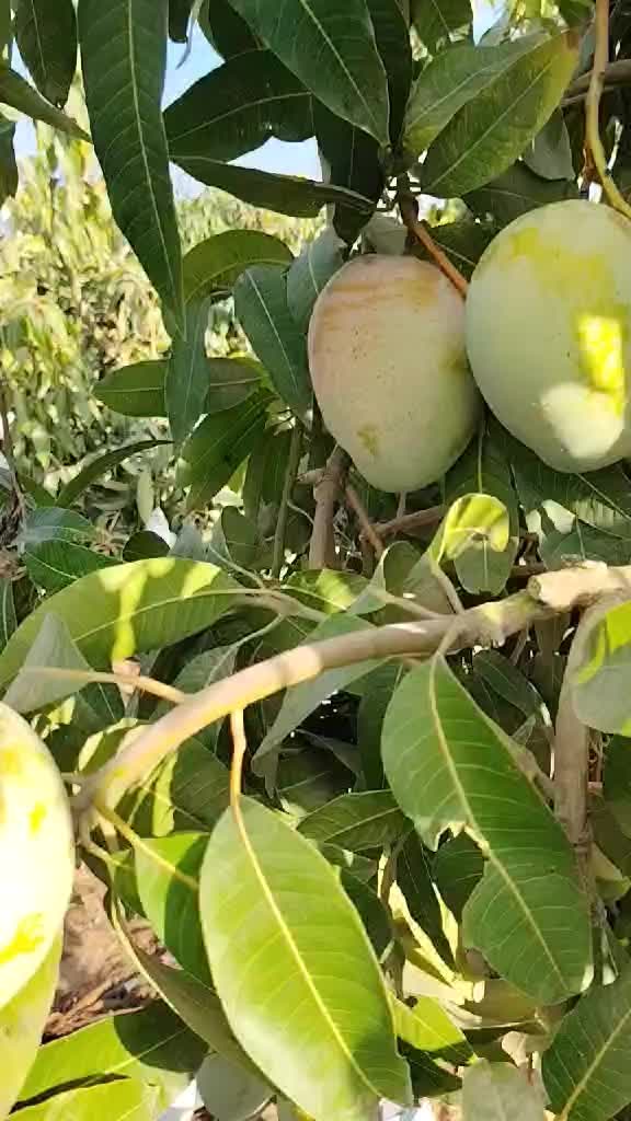 @احمد عمر