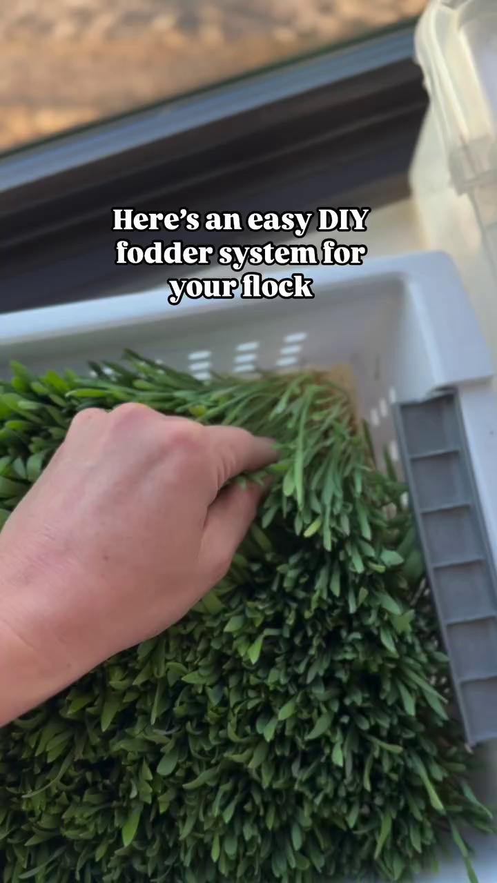 @Scratch and Peck Feeds