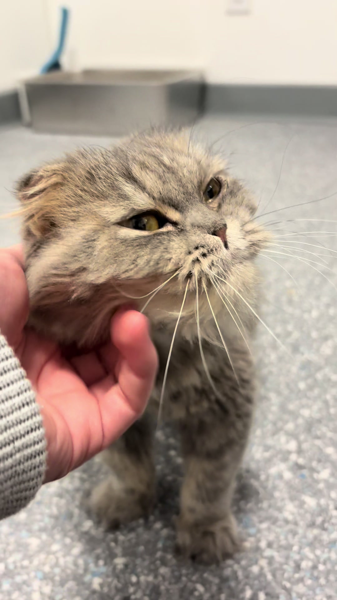 @The Fur Seasons Feline Rescue