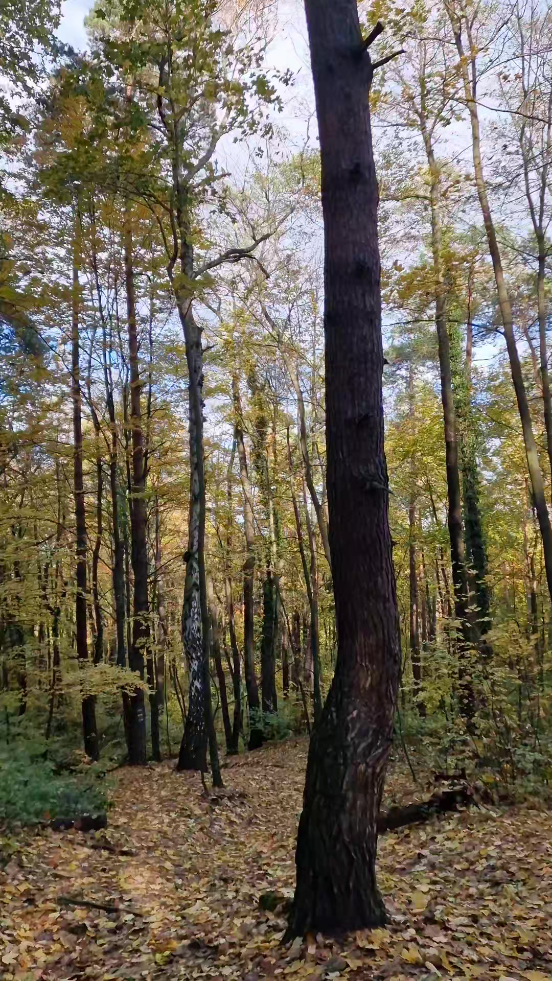 @PyskatyAnioł
