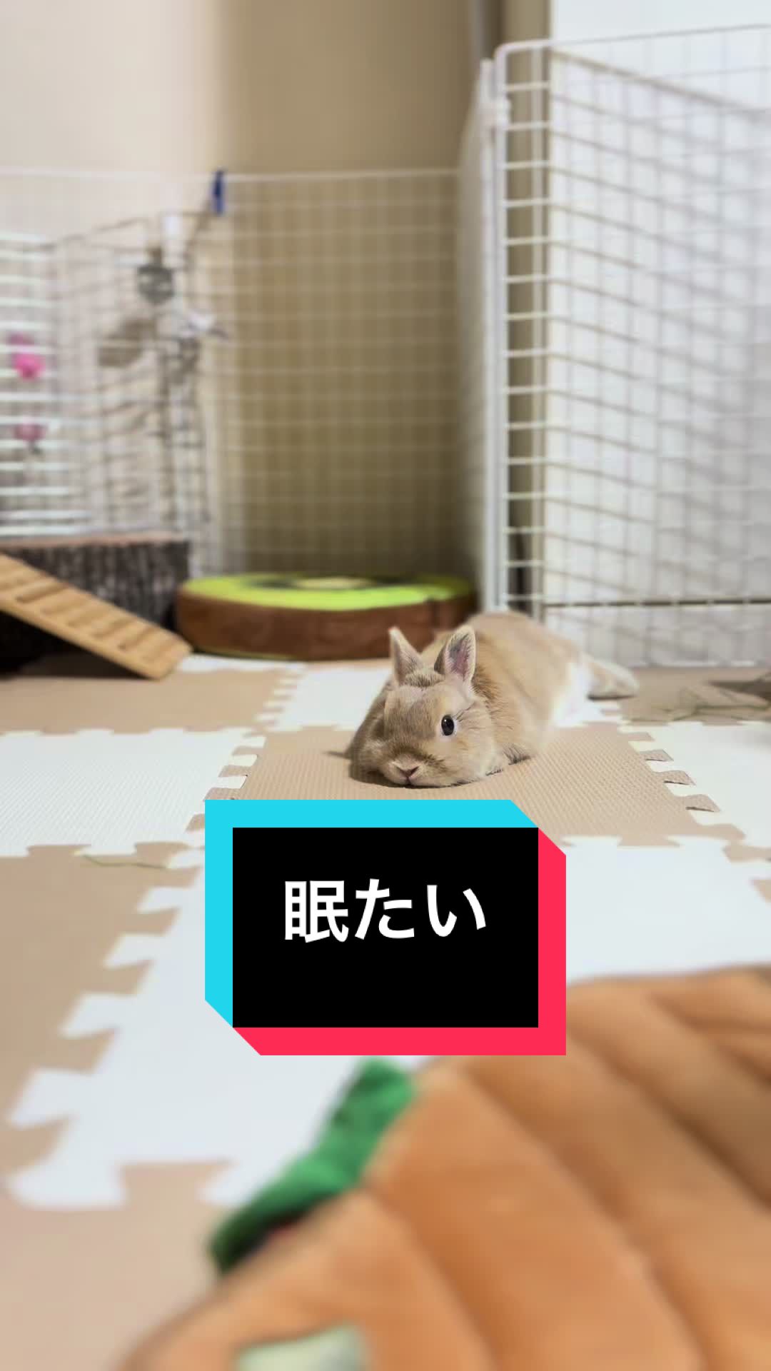 @うさぎのもちまる