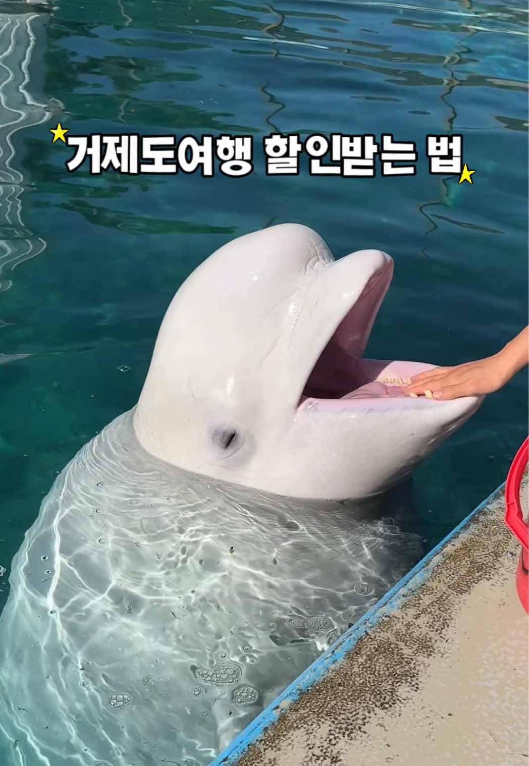 @DolphinTok