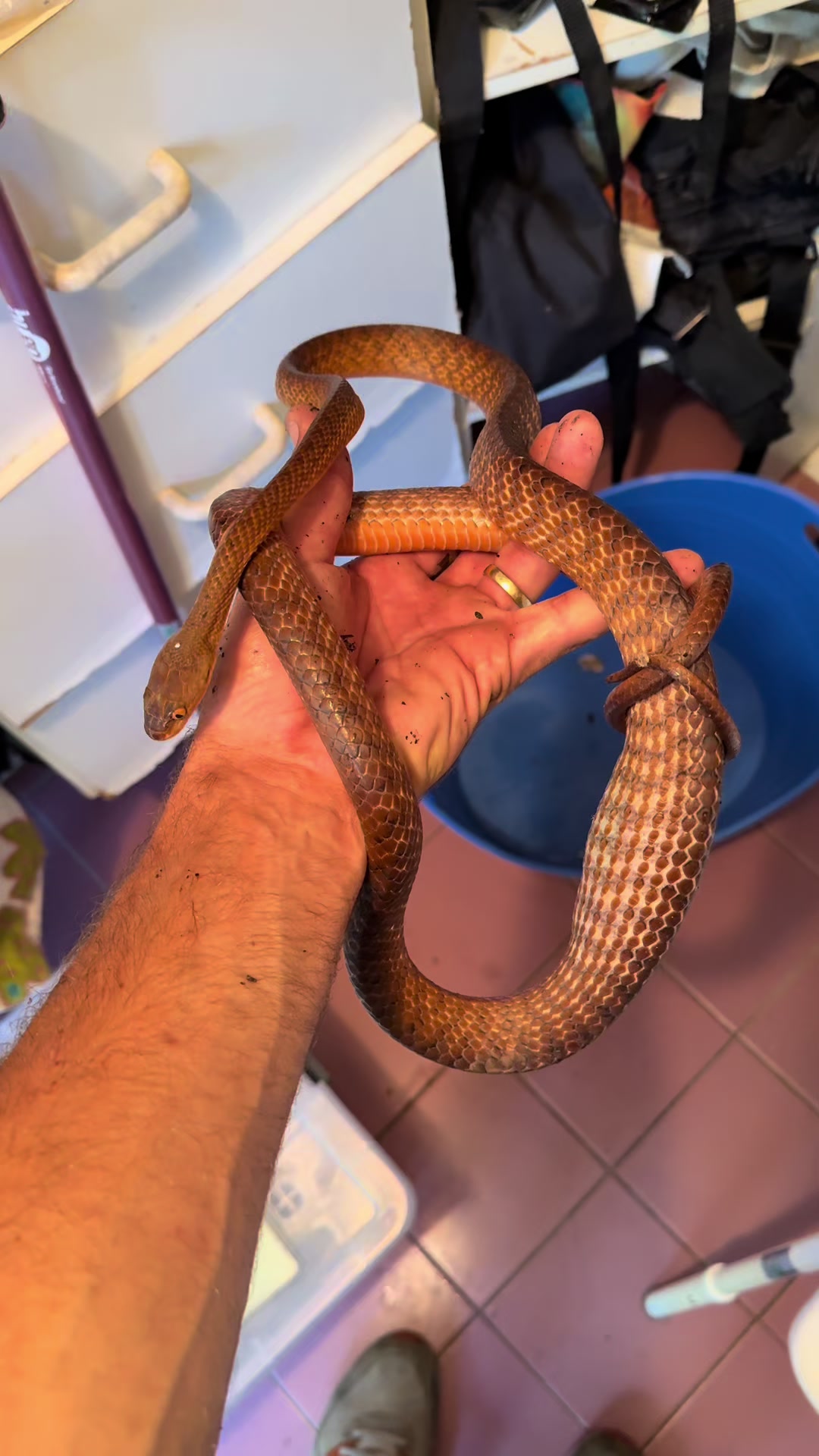 @Snake Catcher Dan